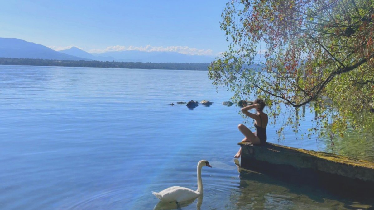 bird animal person human water swan outdoors