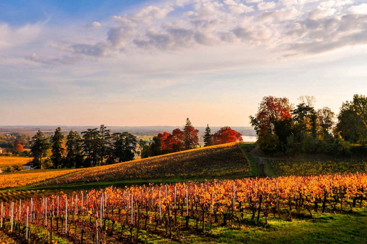 winery and vineyard in fall