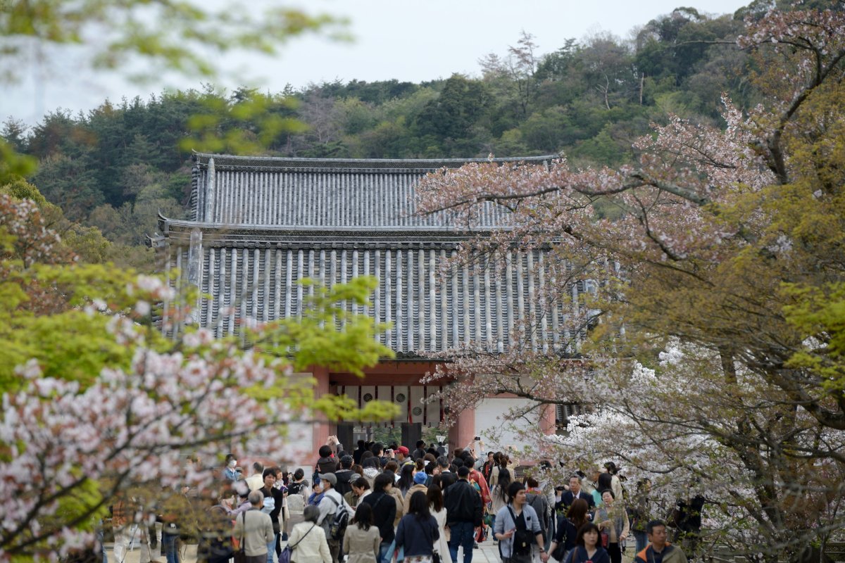 photo of buddhist temple with tourists and cherry blossom trees in foreground