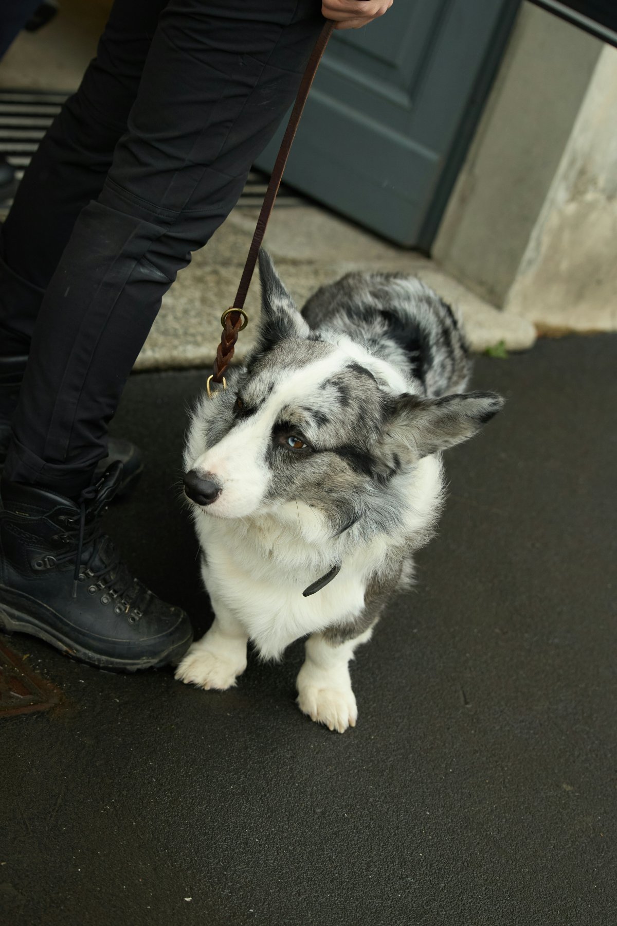 accessories strap dog pet adult male man person shoe husky