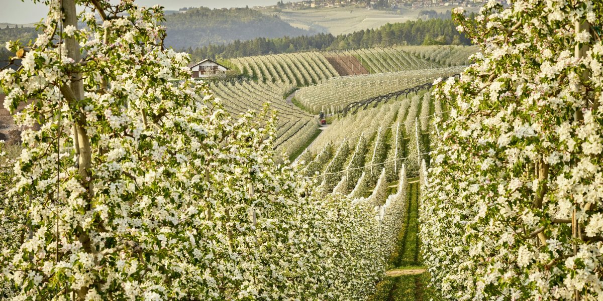 Val di Non is tinged with white and pink (ph. Carlo Baroni)